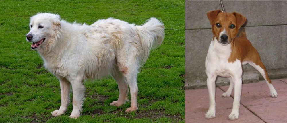 Plummer Terrier vs Abruzzenhund - Breed Comparison