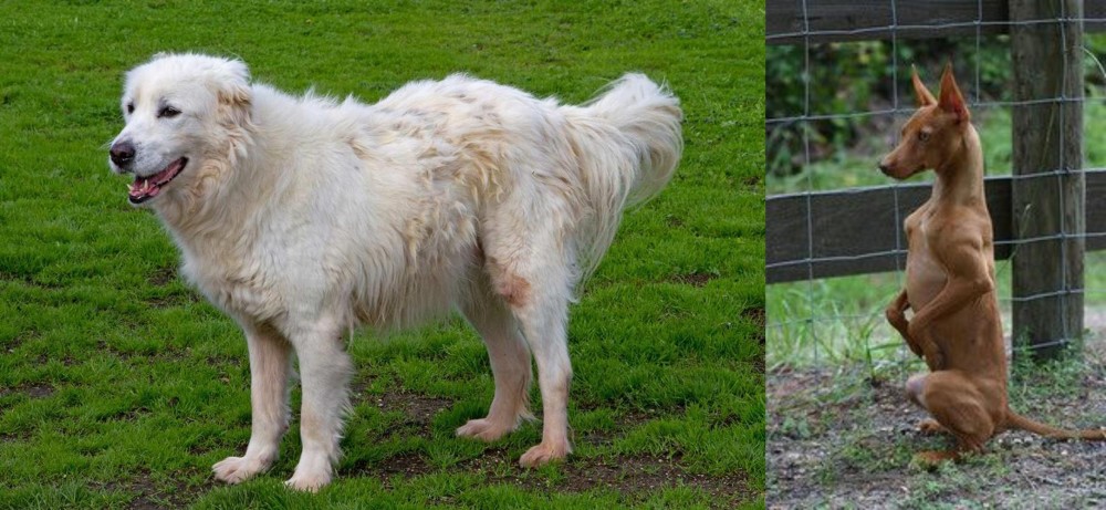 Podenco Andaluz vs Abruzzenhund - Breed Comparison