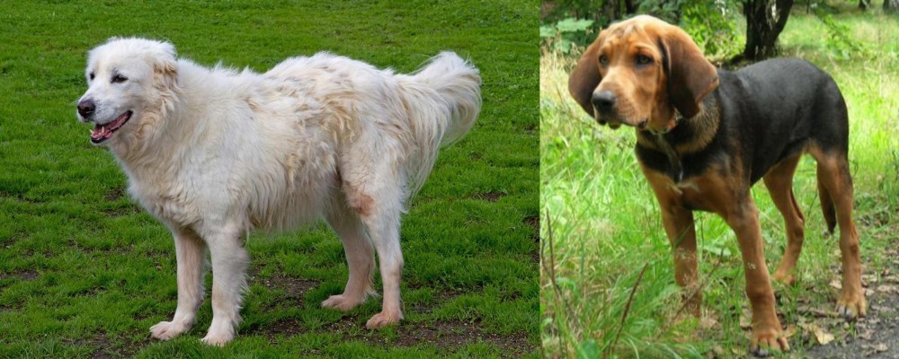 Polish Hound vs Abruzzenhund - Breed Comparison