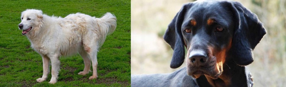 Polish Hunting Dog vs Abruzzenhund - Breed Comparison