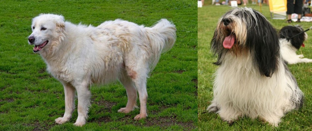 Polish Lowland Sheepdog vs Abruzzenhund - Breed Comparison