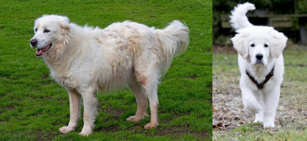 Polish Tatra Sheepdog vs Abruzzenhund - Breed Comparison