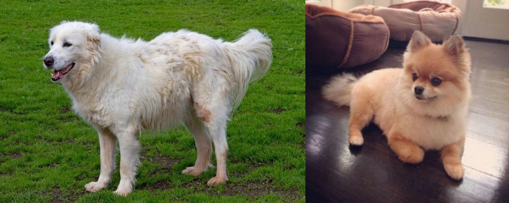 Pomeranian vs Abruzzenhund - Breed Comparison