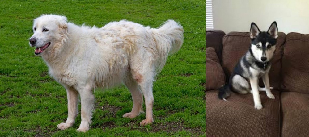 Pomsky vs Abruzzenhund - Breed Comparison