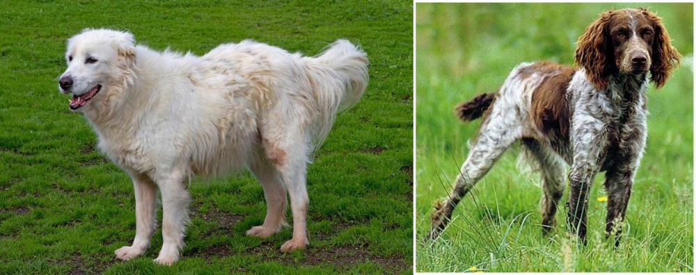 Pont-Audemer Spaniel vs Abruzzenhund - Breed Comparison