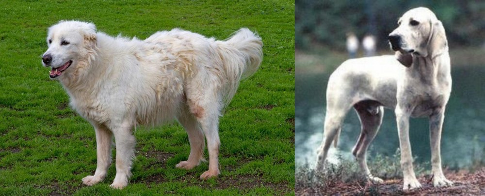 Porcelaine vs Abruzzenhund - Breed Comparison