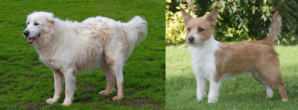 Portuguese Podengo vs Abruzzenhund - Breed Comparison