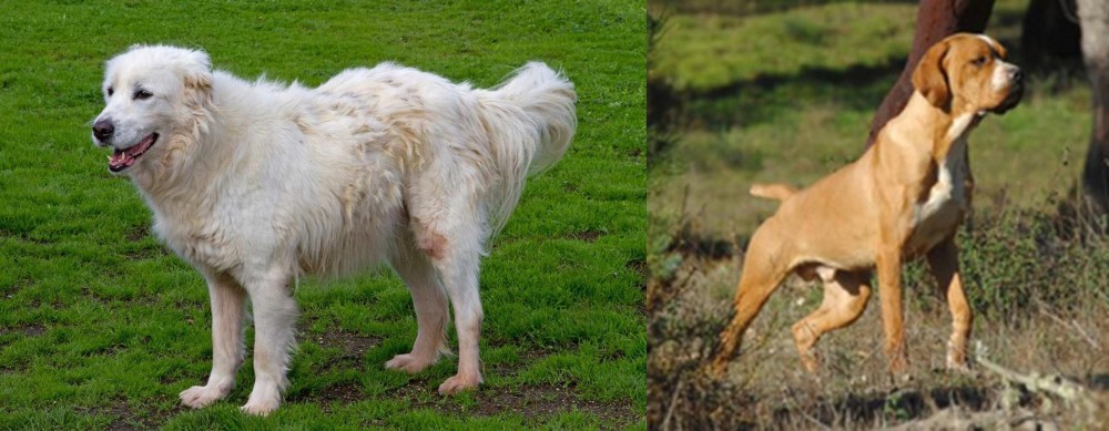 Portuguese Pointer vs Abruzzenhund - Breed Comparison