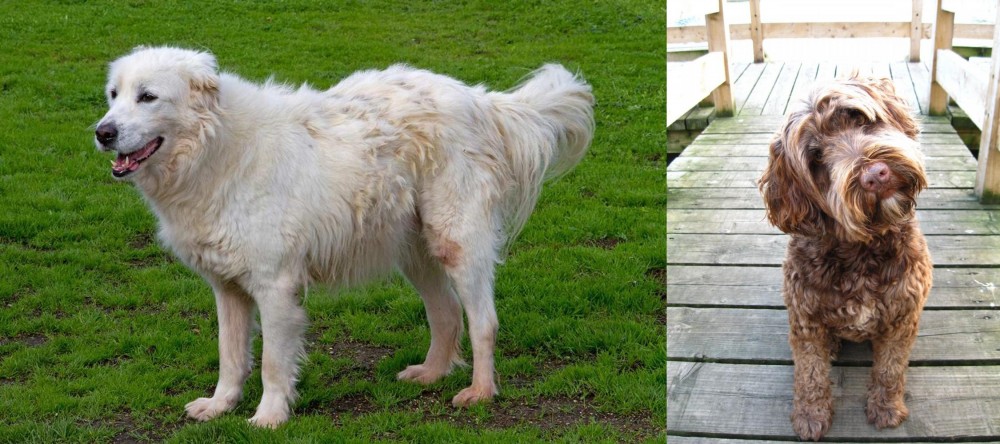 Portuguese Water Dog vs Abruzzenhund - Breed Comparison