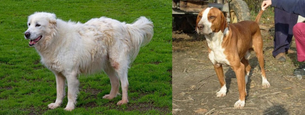 Posavac Hound vs Abruzzenhund - Breed Comparison