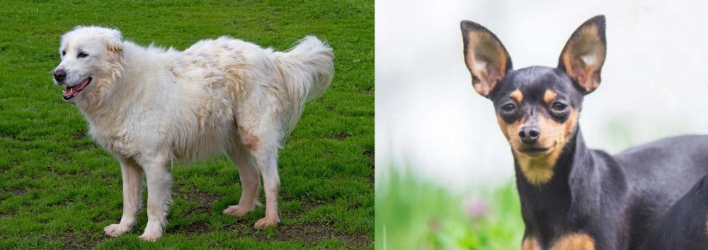 Prazsky Krysarik vs Abruzzenhund - Breed Comparison