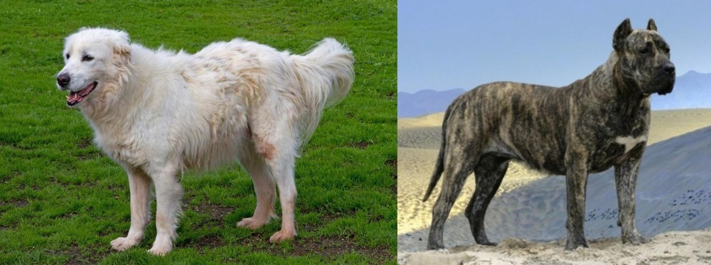 Presa Canario vs Abruzzenhund - Breed Comparison