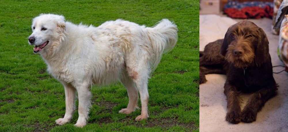 Pudelpointer vs Abruzzenhund - Breed Comparison