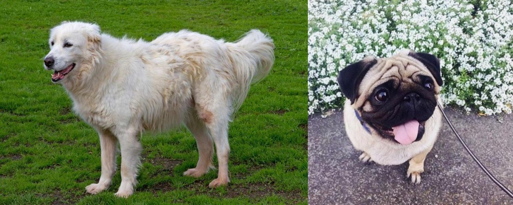 Pug vs Abruzzenhund - Breed Comparison