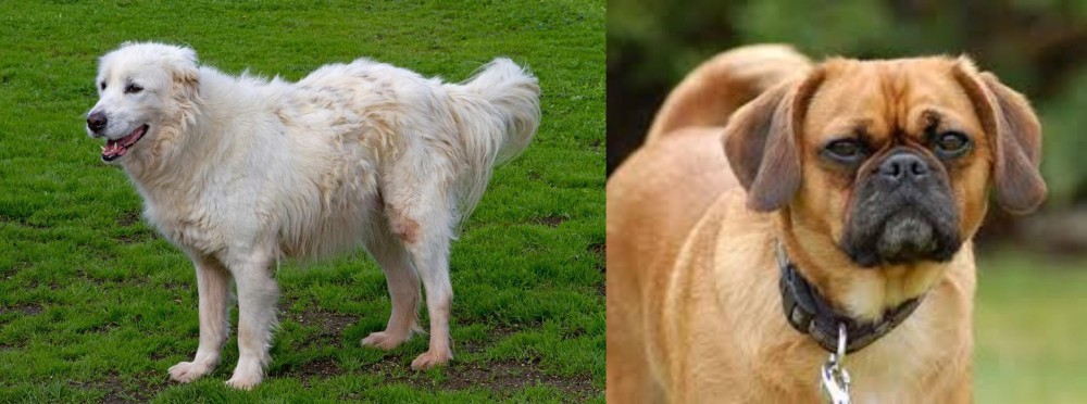 Pugalier vs Abruzzenhund - Breed Comparison