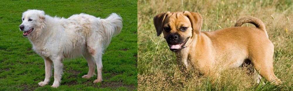 Puggle vs Abruzzenhund - Breed Comparison