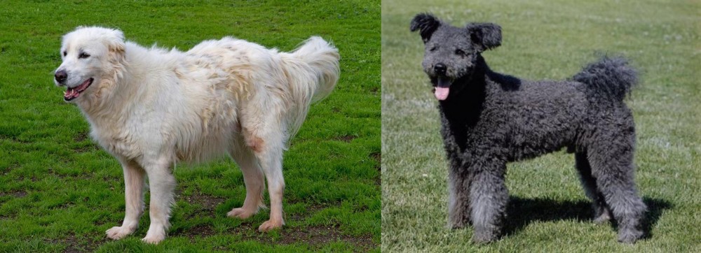 Pumi vs Abruzzenhund - Breed Comparison