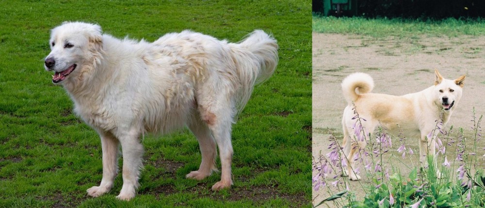Pungsan Dog vs Abruzzenhund - Breed Comparison