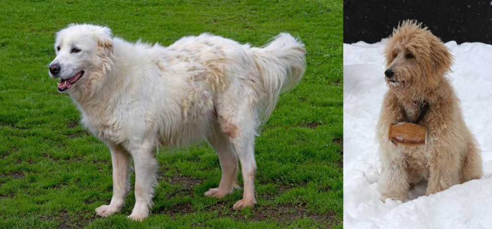 Pyredoodle vs Abruzzenhund - Breed Comparison