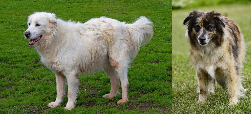 Pyrenean Shepherd vs Abruzzenhund - Breed Comparison