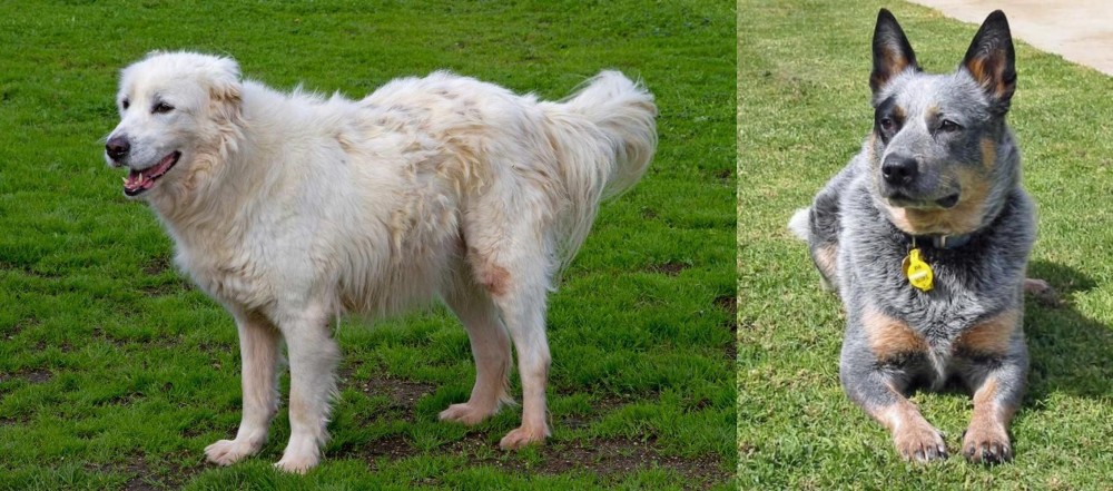 Queensland Heeler vs Abruzzenhund - Breed Comparison