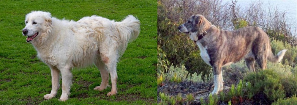 Rafeiro do Alentejo vs Abruzzenhund - Breed Comparison