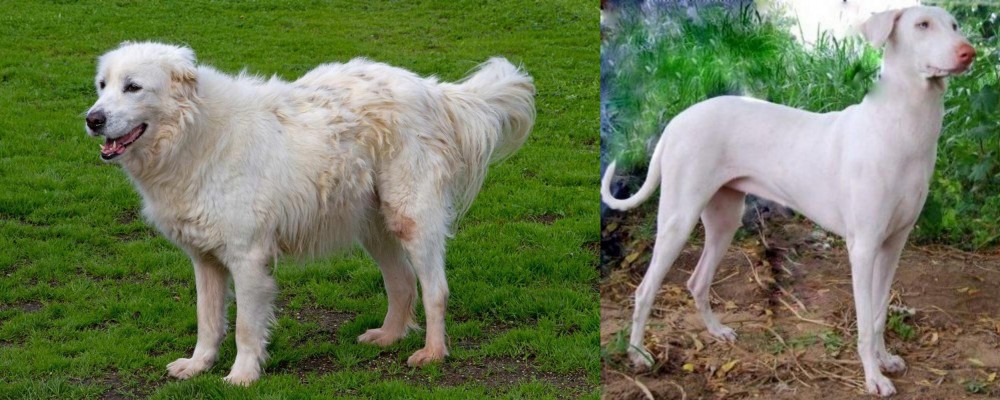 Rajapalayam vs Abruzzenhund - Breed Comparison