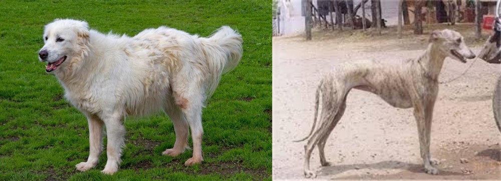 Rampur Greyhound vs Abruzzenhund - Breed Comparison