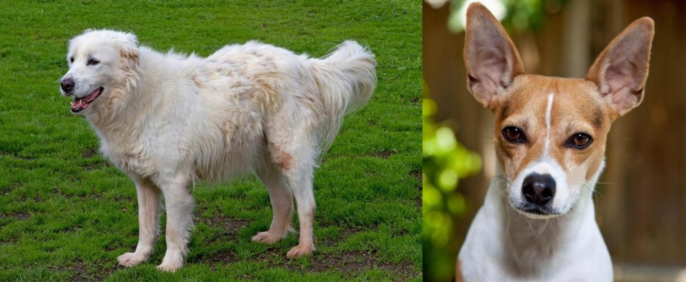 Rat Terrier vs Abruzzenhund - Breed Comparison