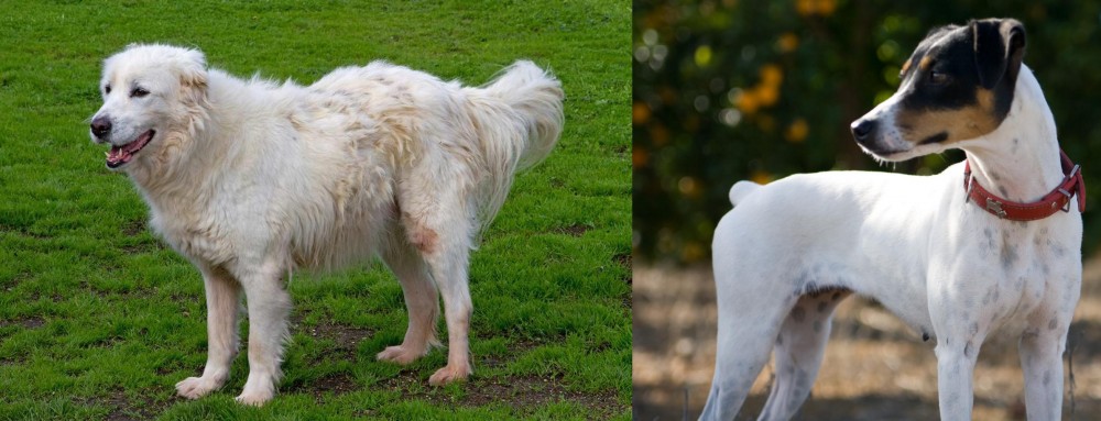 Ratonero Bodeguero Andaluz vs Abruzzenhund - Breed Comparison