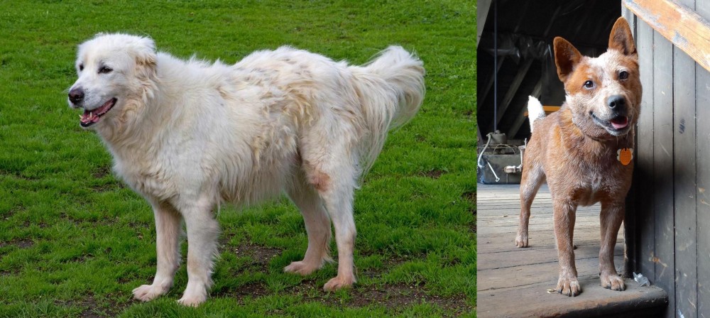 Red Heeler vs Abruzzenhund - Breed Comparison