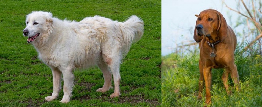 Redbone Coonhound vs Abruzzenhund - Breed Comparison
