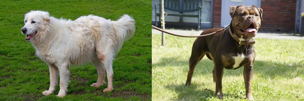 Renascence Bulldogge vs Abruzzenhund - Breed Comparison