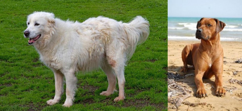 Rhodesian Ridgeback vs Abruzzenhund - Breed Comparison