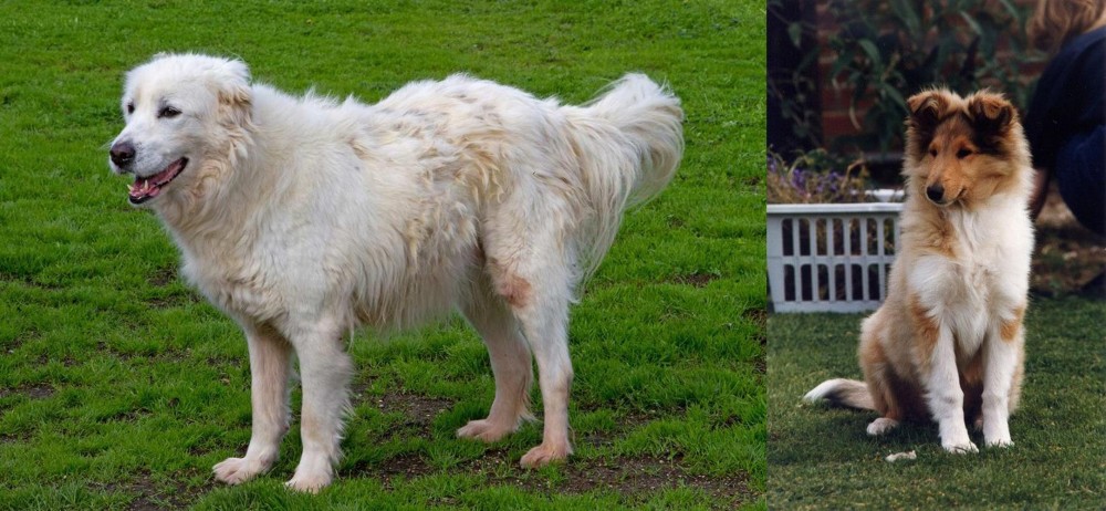 Rough Collie vs Abruzzenhund - Breed Comparison