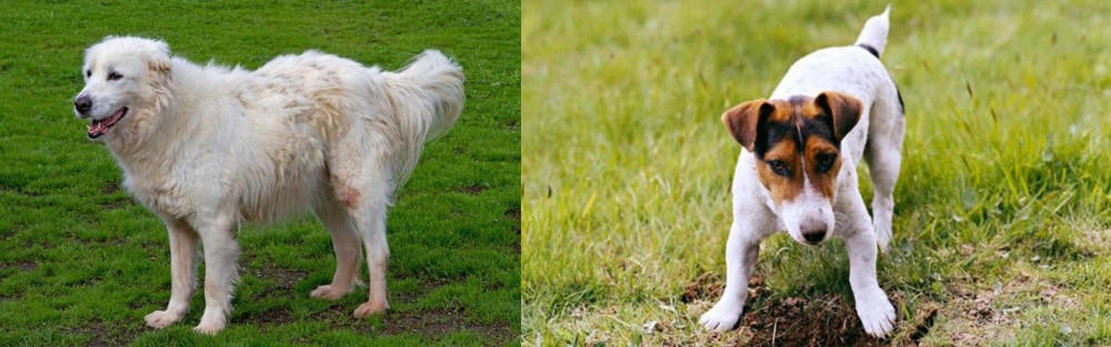 Russell Terrier vs Abruzzenhund - Breed Comparison
