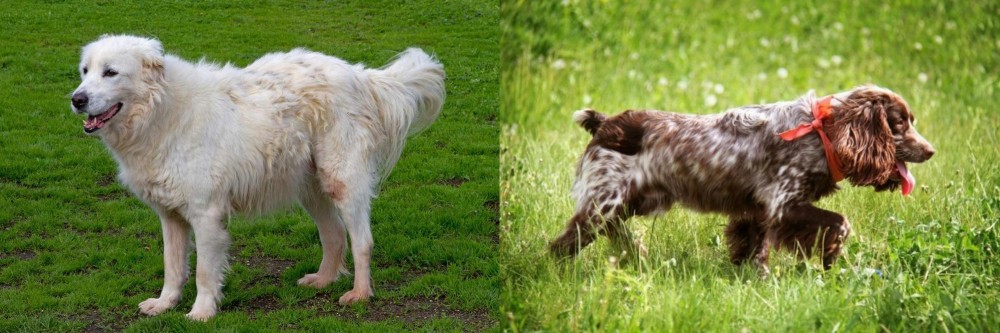 Russian Spaniel vs Abruzzenhund - Breed Comparison