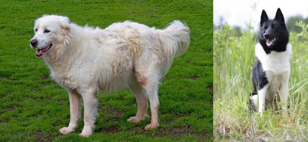 Russo-European Laika vs Abruzzenhund - Breed Comparison