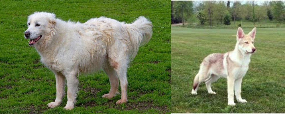 Saarlooswolfhond vs Abruzzenhund - Breed Comparison