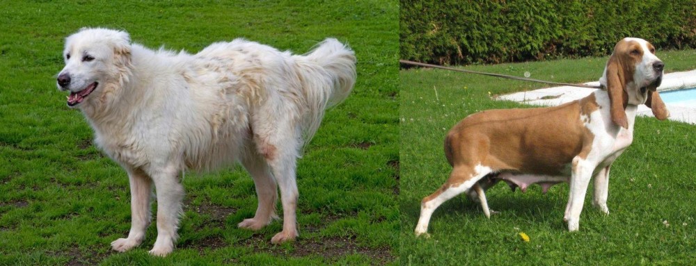 Sabueso Espanol vs Abruzzenhund - Breed Comparison