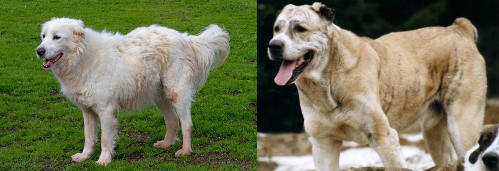 Sage Koochee vs Abruzzenhund - Breed Comparison
