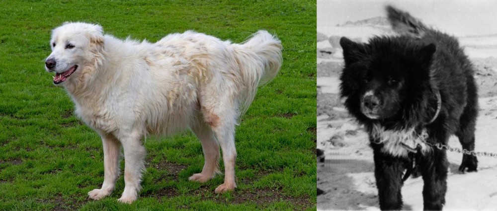 Sakhalin Husky vs Abruzzenhund - Breed Comparison