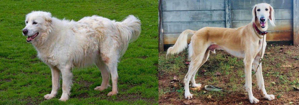 Saluki vs Abruzzenhund - Breed Comparison