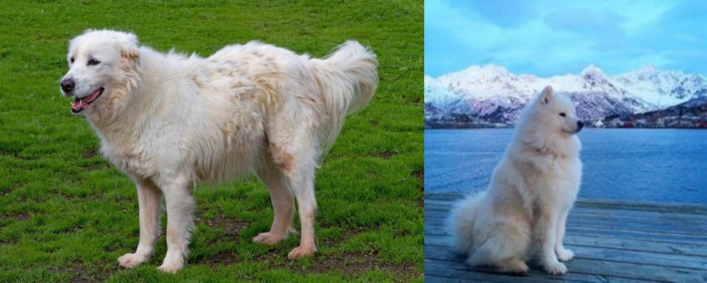 Samoyed vs Abruzzenhund - Breed Comparison