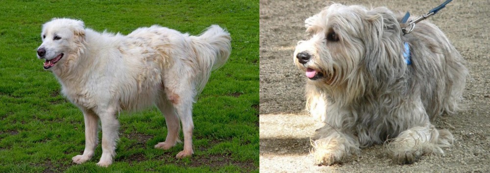 Sapsali vs Abruzzenhund - Breed Comparison