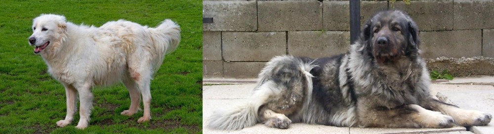 Sarplaninac vs Abruzzenhund - Breed Comparison