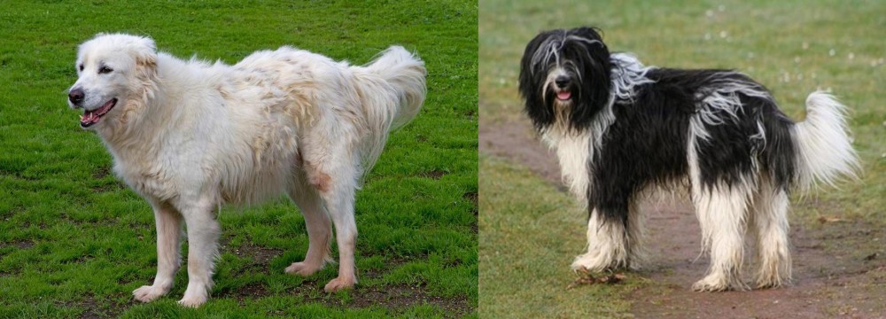 Schapendoes vs Abruzzenhund - Breed Comparison