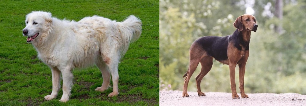 Schillerstovare vs Abruzzenhund - Breed Comparison