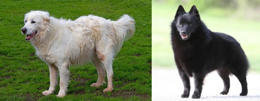 Schipperke vs Abruzzenhund - Breed Comparison