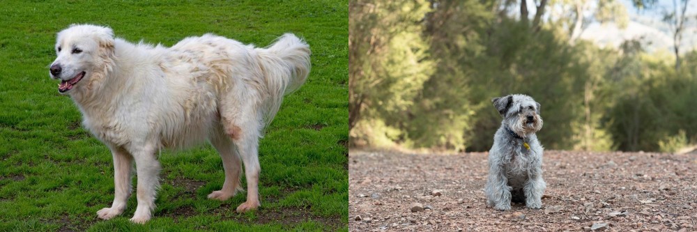 Schnoodle vs Abruzzenhund - Breed Comparison